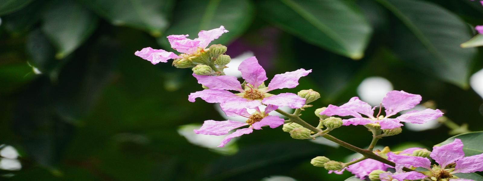 Himalayan Balsam Removal